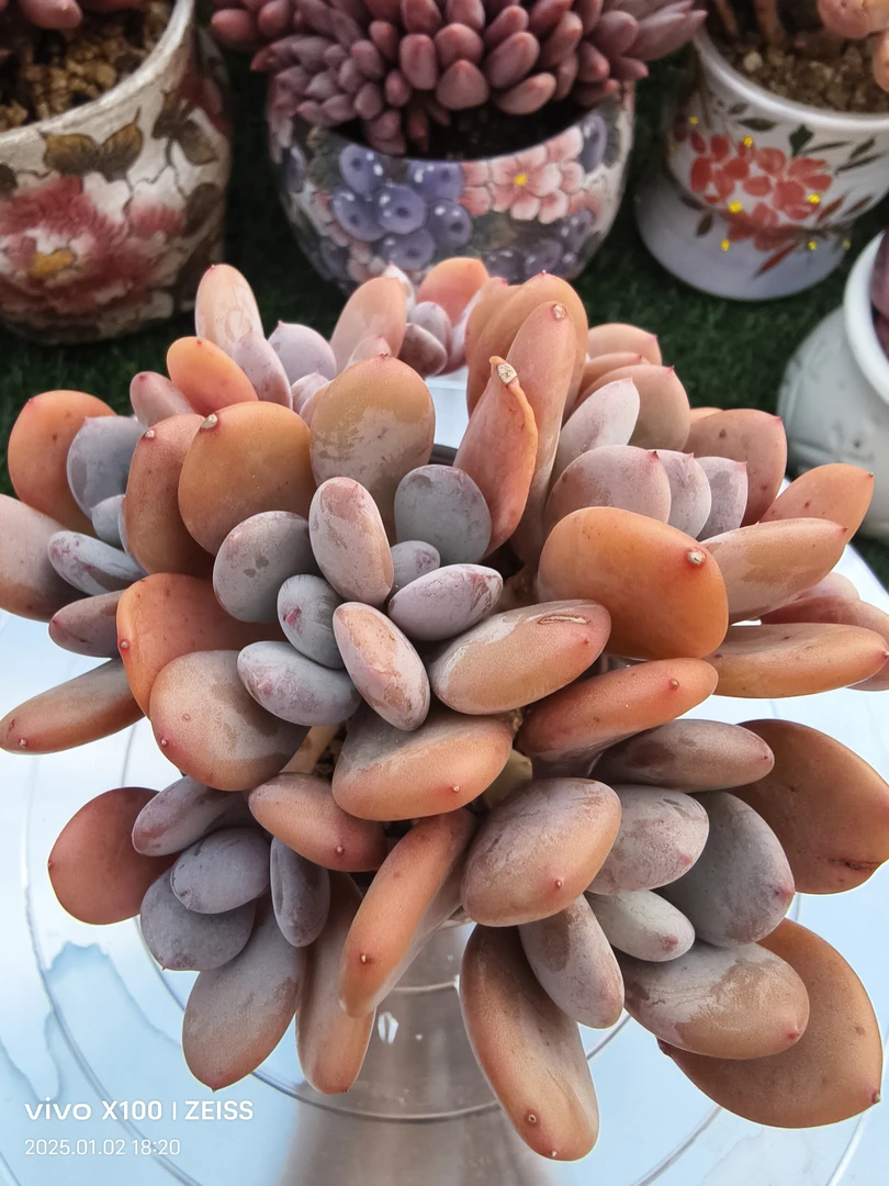 天东精品多肉一物一拍脱土发货