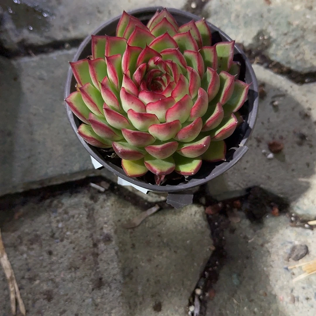 萤火虫多肉植物净切