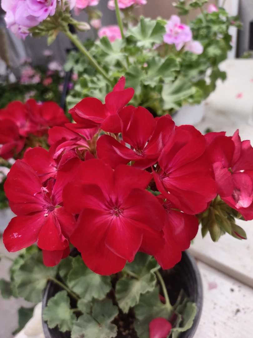 直立天竺葵红丝绒+火烈鸟带花苞发货中苗