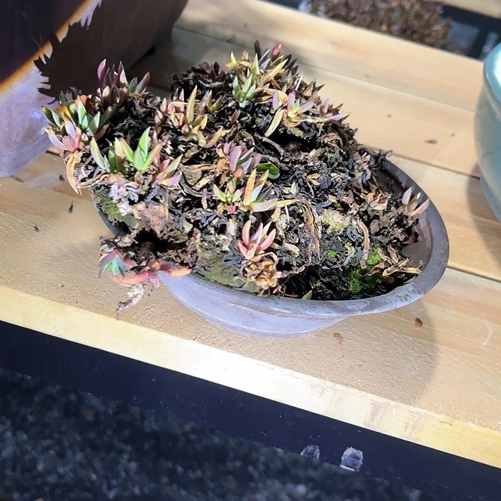 无铅玻璃盆景盆景盆景盆景