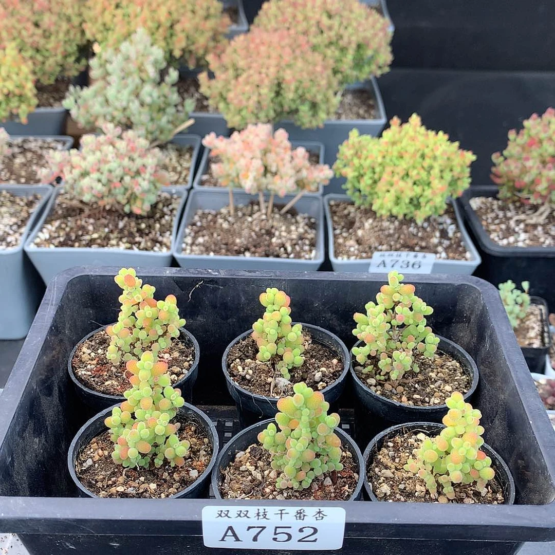 752金橘。         六