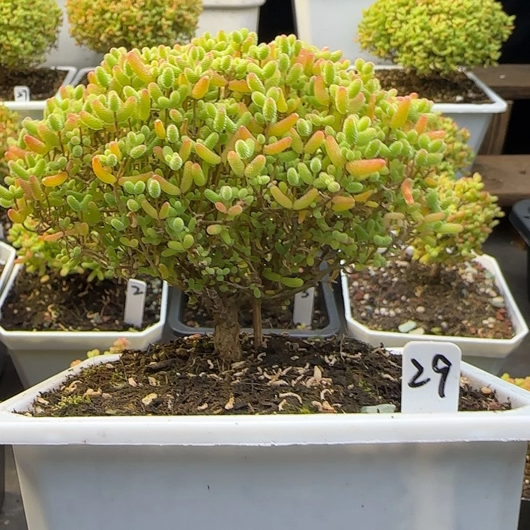 蜜橘糖球一物一拍