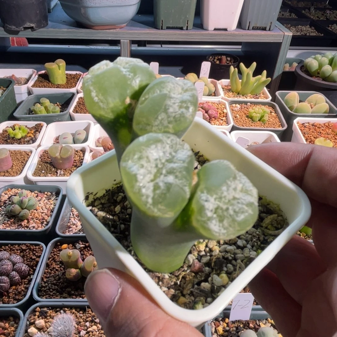 大***了双头风铃植物一物一拍