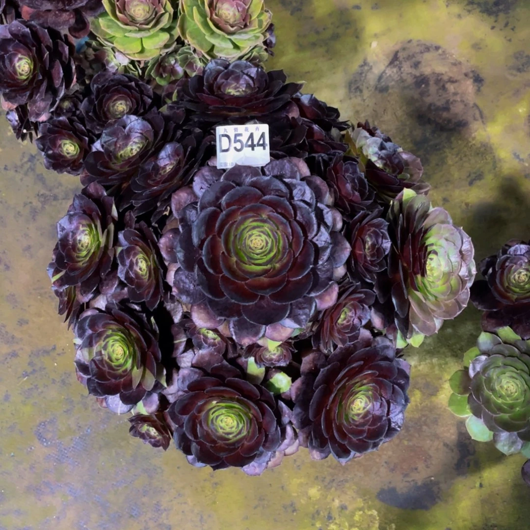 大***954400花花公子，黑寡妇