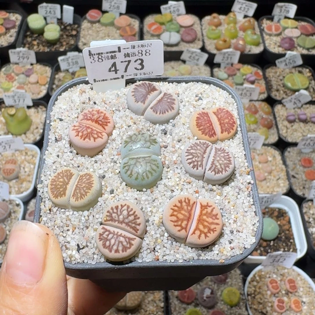 Sss精品便宜清了473特