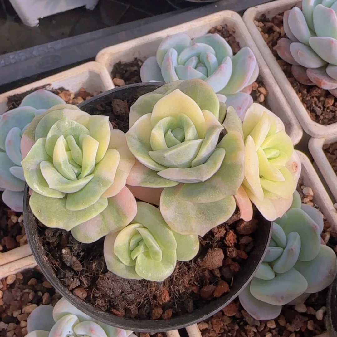 【闪购商品】三头可爱玫瑰锦