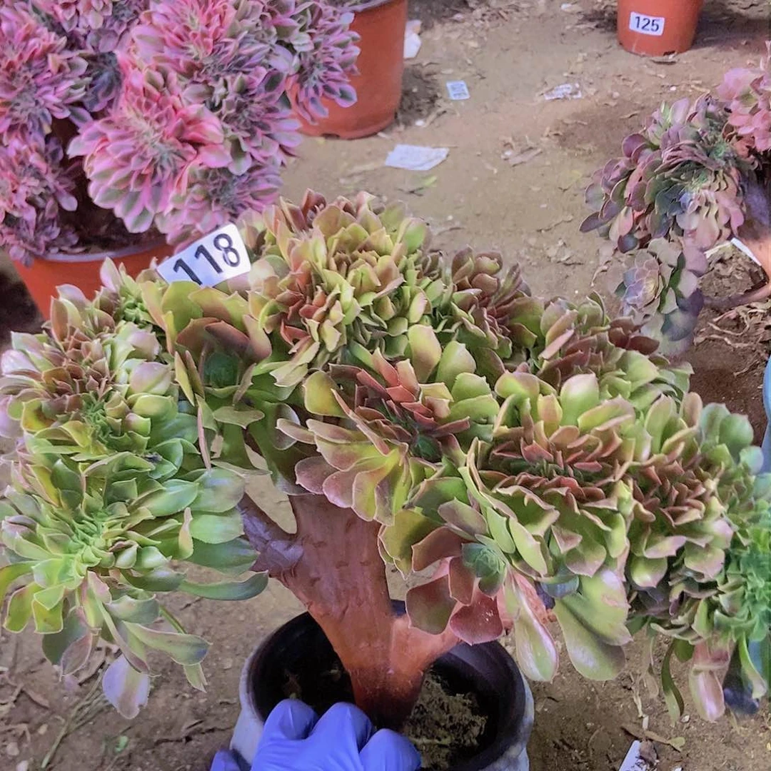 118玫瑰法师缀老板子法师