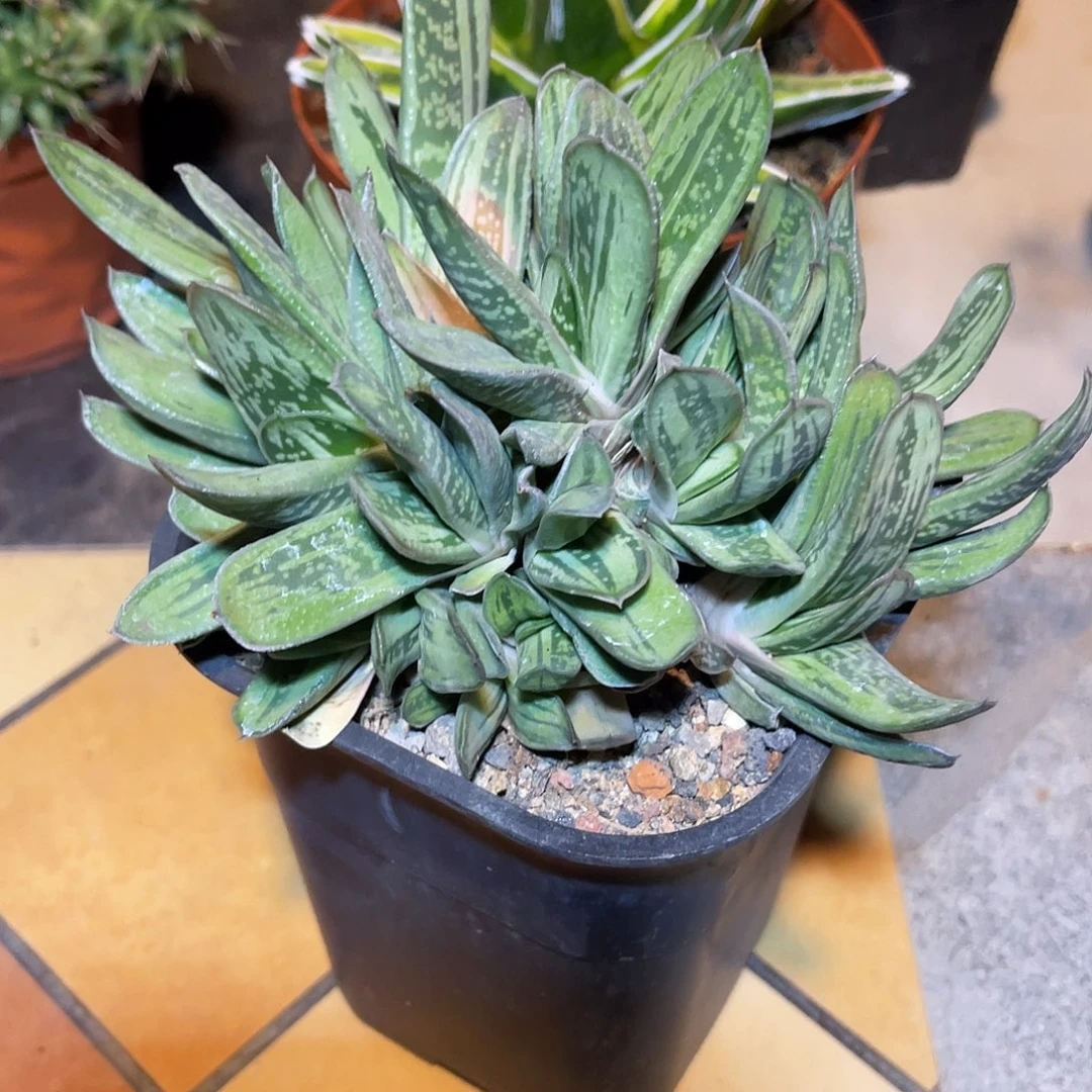 绿肌卧牛一物一拍