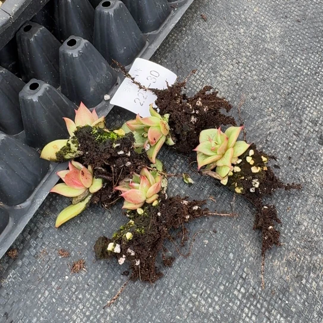 红凸起东云一颗量拍22-30