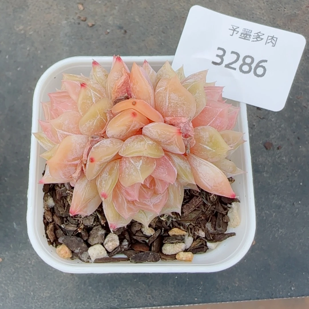 彩恋，3286多肉植物