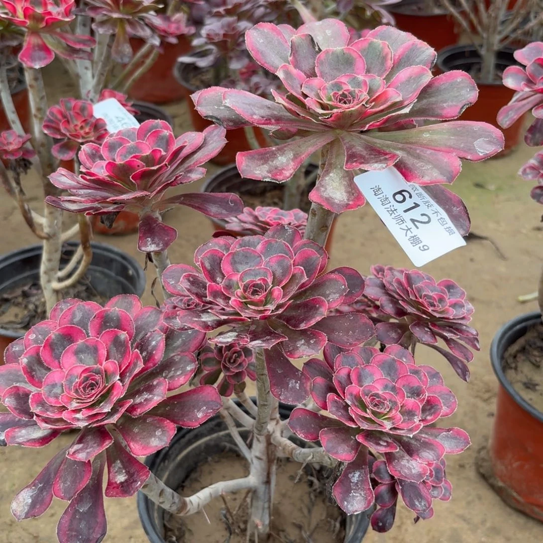 612丽娜多肉植物法师