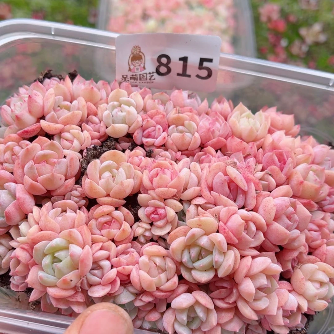 多肉植物多肉植物