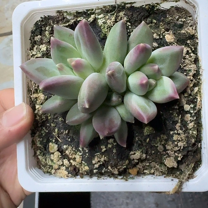 郁金香 3头  一物一拍