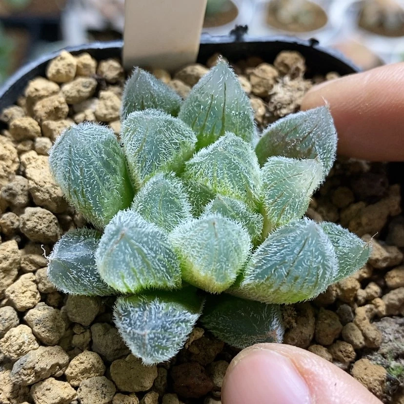 【闪购商品】118梦露