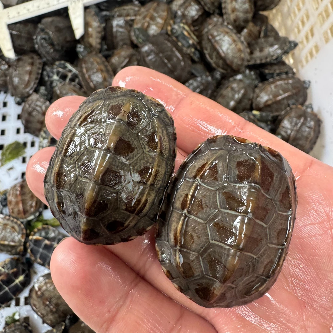 外塘冷水紫檀小草龟