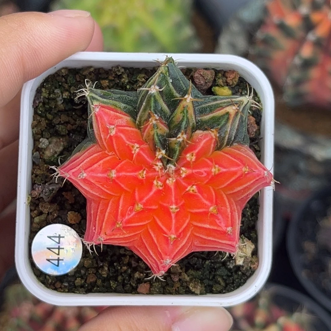 444   带盆土发货