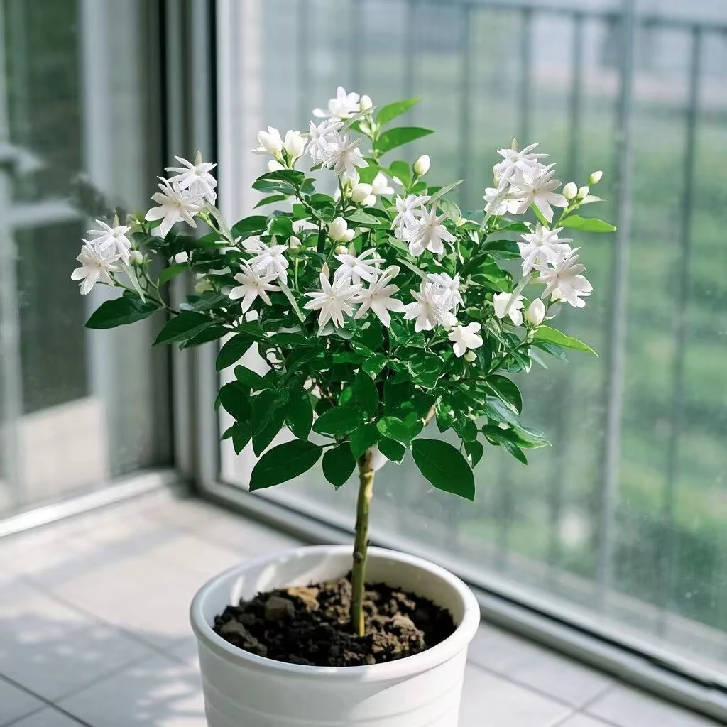 笔尖茉莉花 独杆带花苞开花香适合阳台 庭院种植