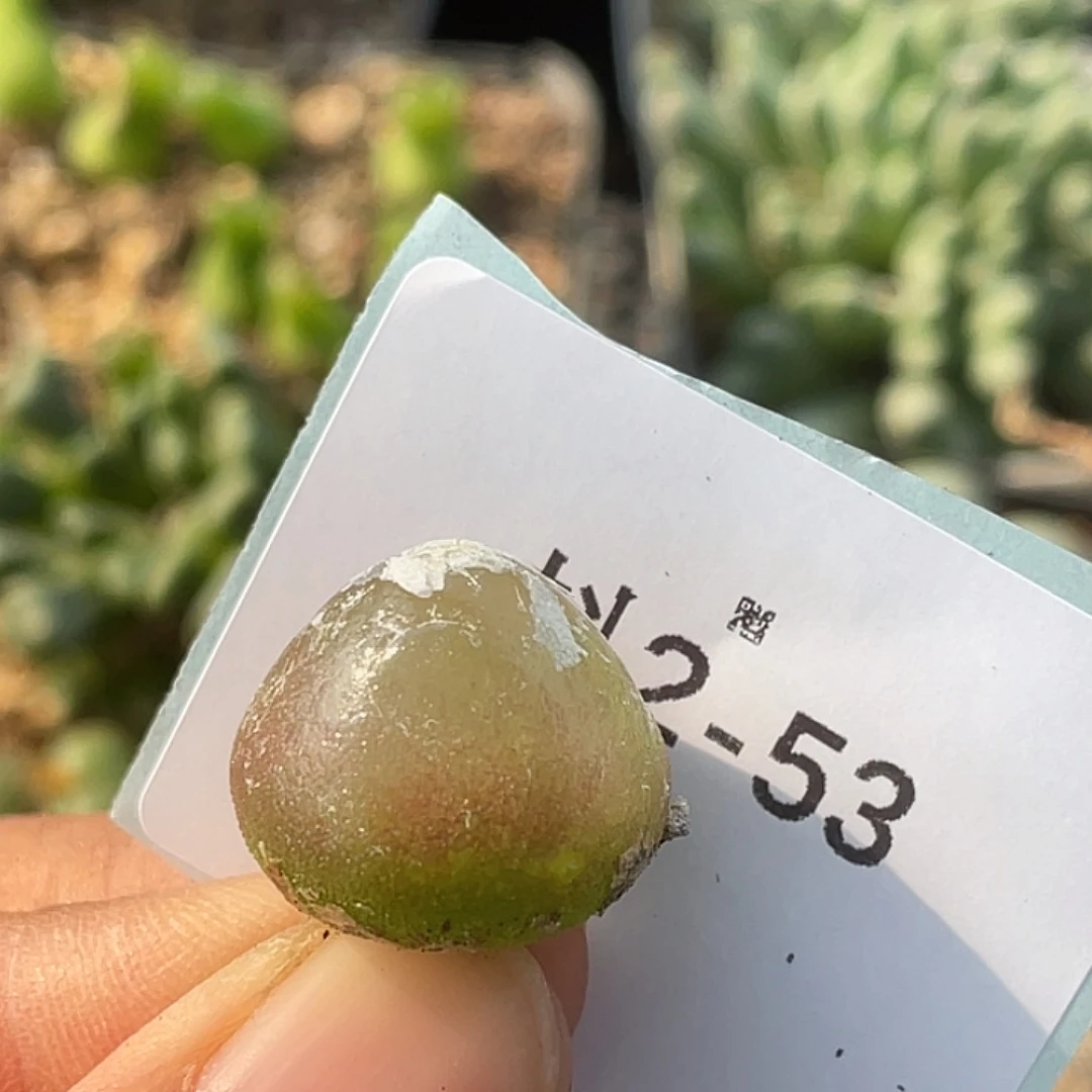 2-53灯泡多肉植物