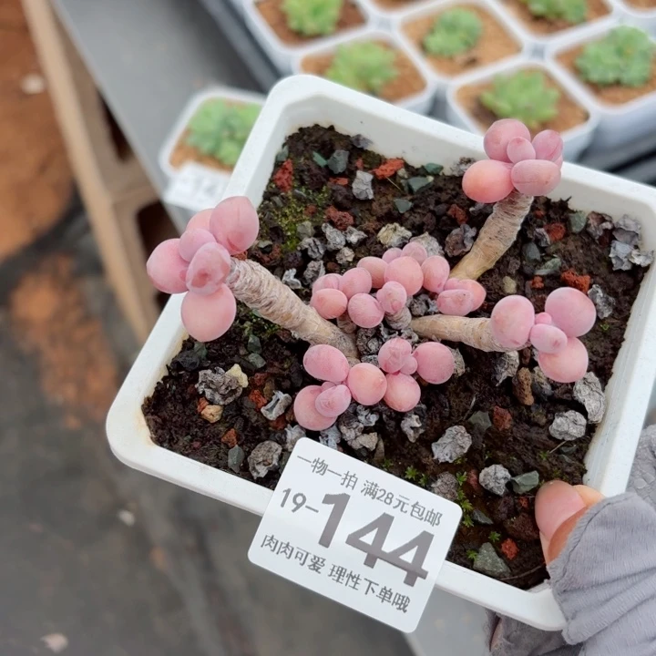 腰子蛋无盆土发货多肉多肉