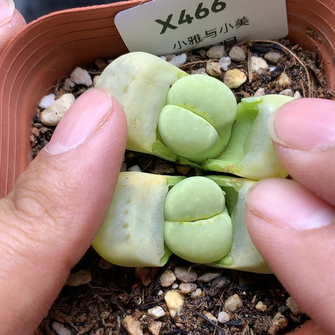 X466多肉植物保护
