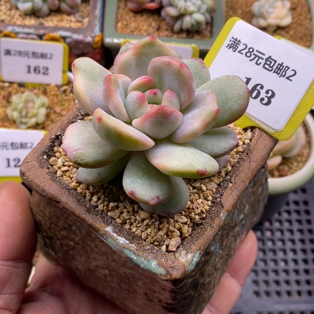 2163星影石化拉丝粉锦多肉