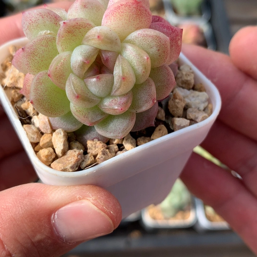 黄粉白体。   双头带崽珍妮。   5号