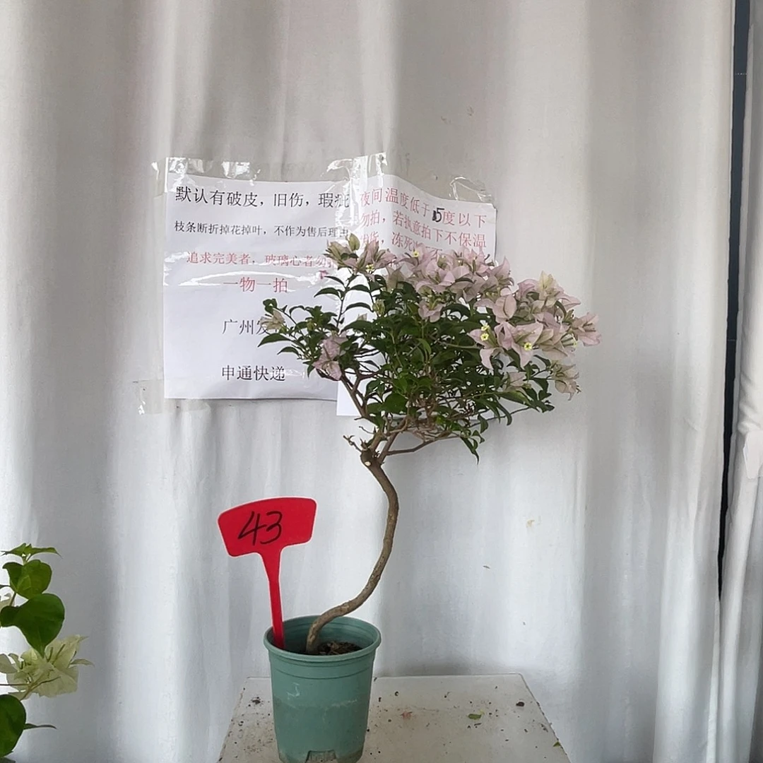 当前无花栽培后可以开花43苹果花