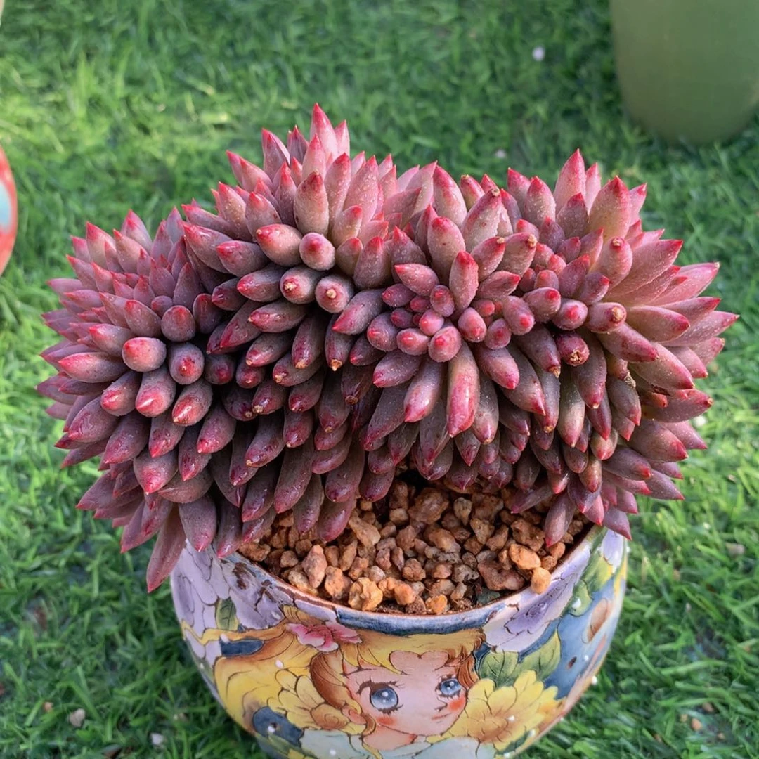 车厘子缀13 公分一物一拍
