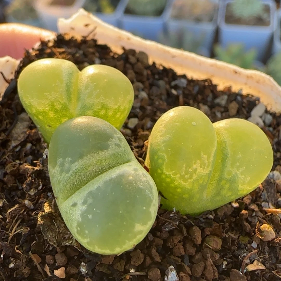 绿眼睛风铃多肉植物百科