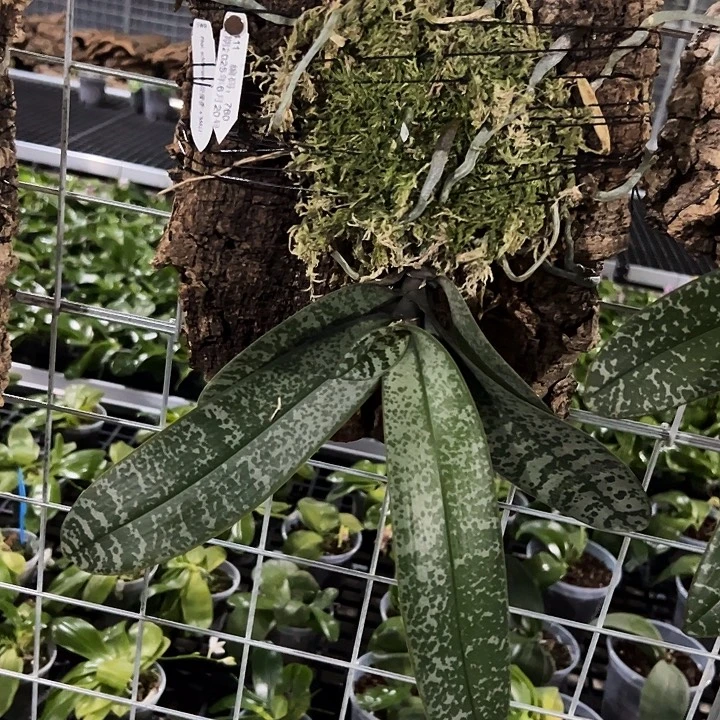 z***5不开花植物M 411板植