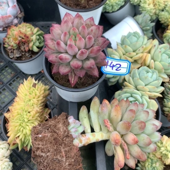 浩***浩一物一拍虞美人多肉142