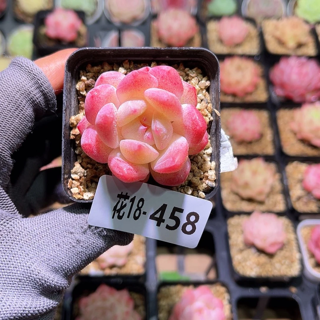 花18-458冰糖单头