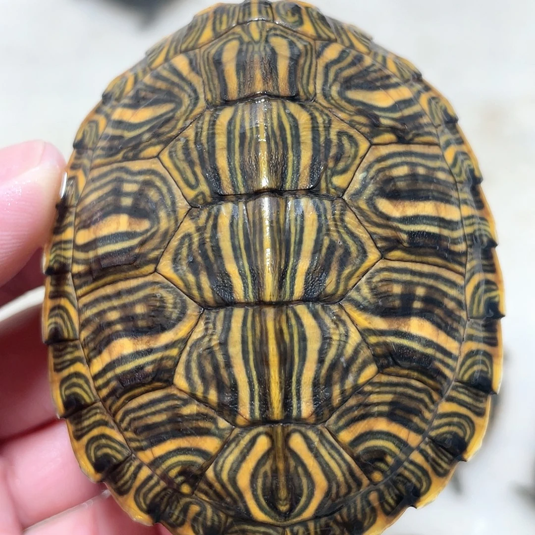 宠物龟不分公母7.5