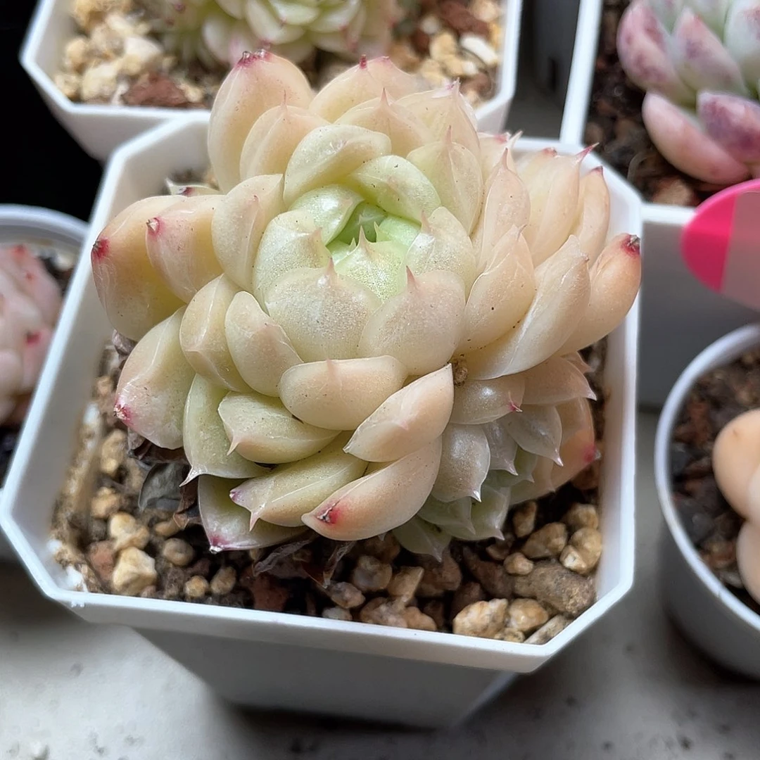 唧***唧优选麦秆福利435