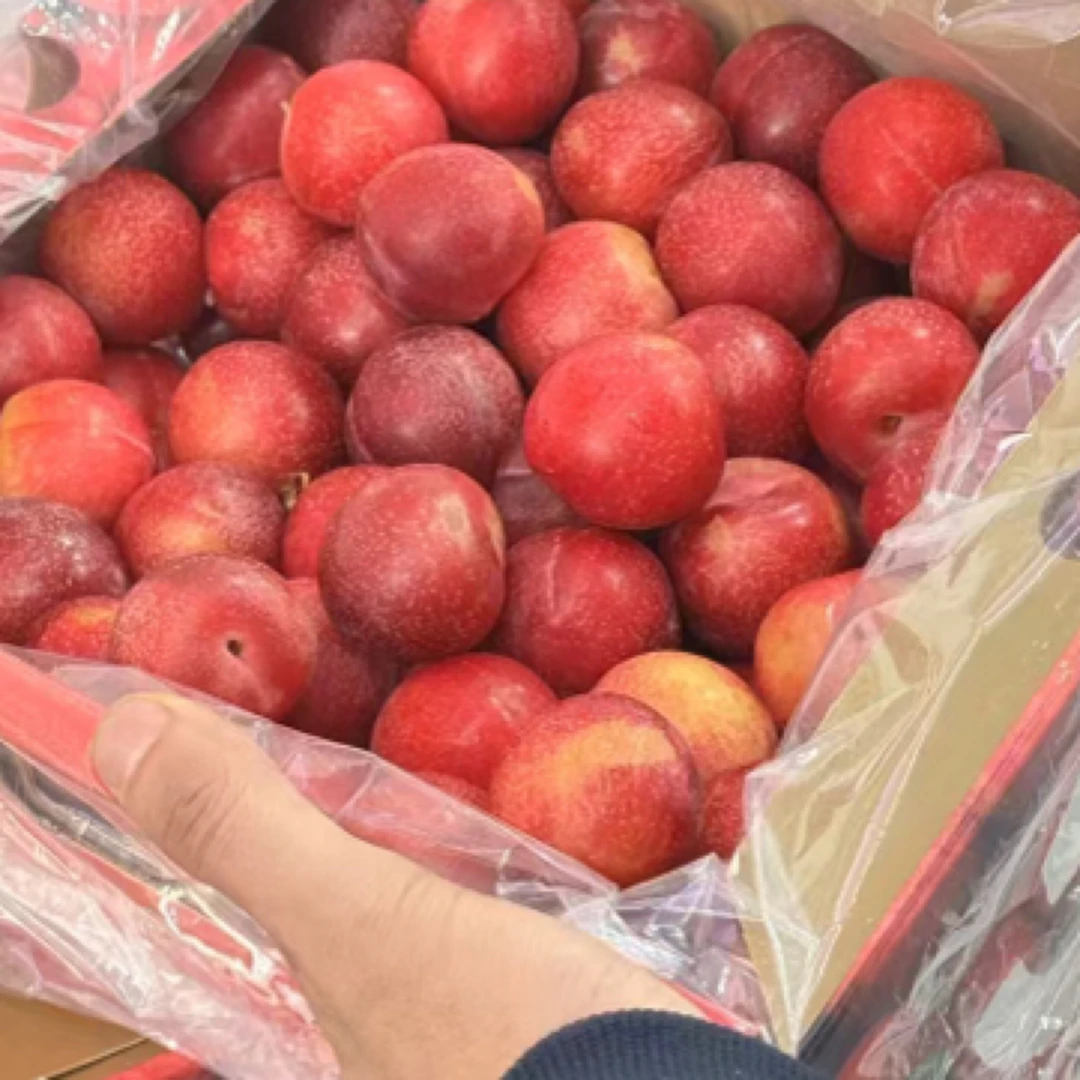 2j智利樱桃李子 16.8/斤