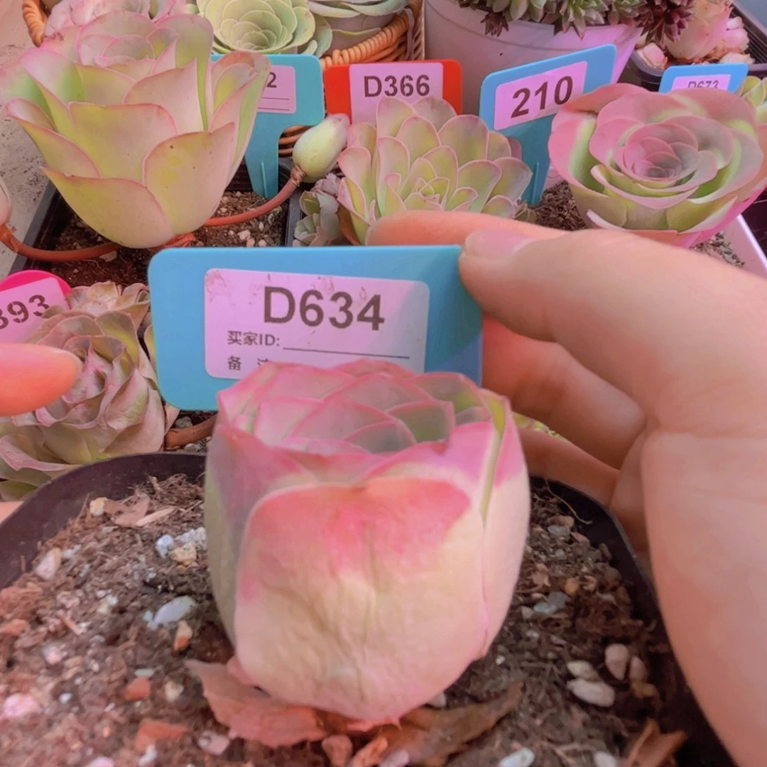 634山地玫瑰粉色