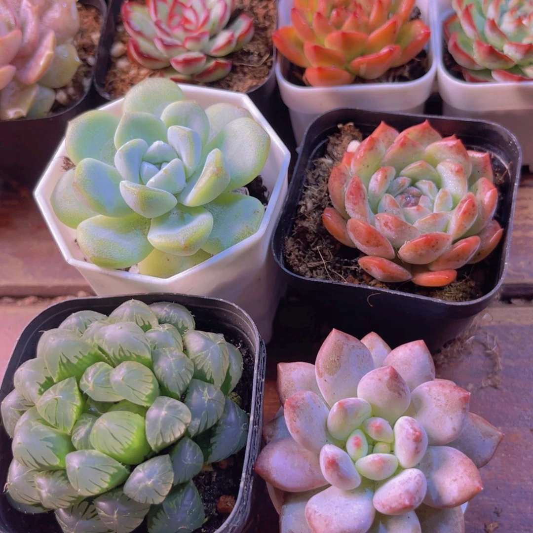 冰玉 粉恋 半夏 冰灯