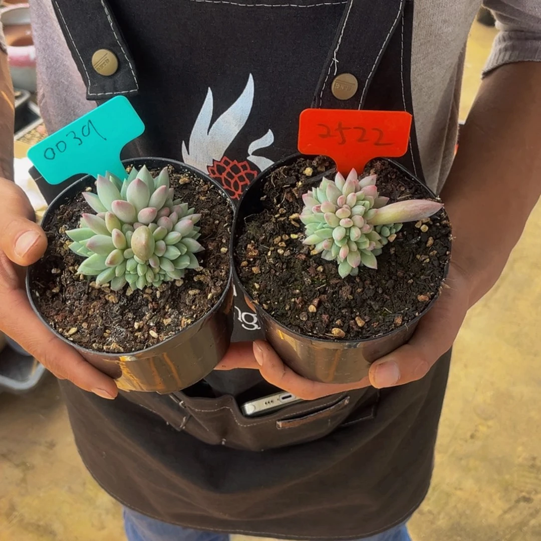 刘*0039和2522号上午多肉植物群生多肉植物