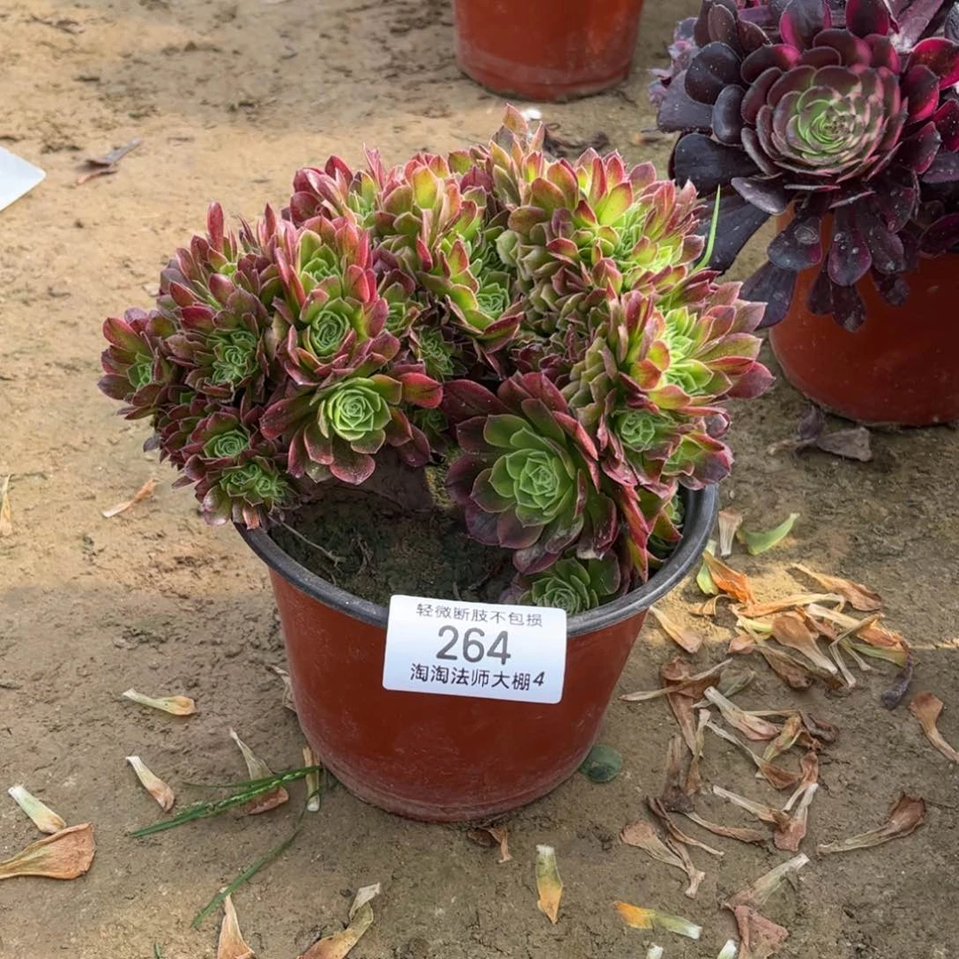 264万圣节奶白锦缀化