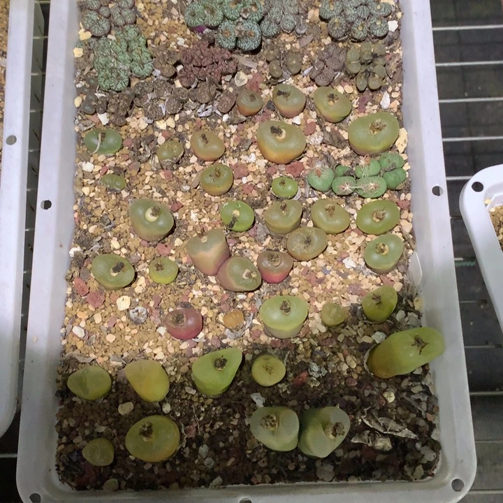 精品多肉植物精品