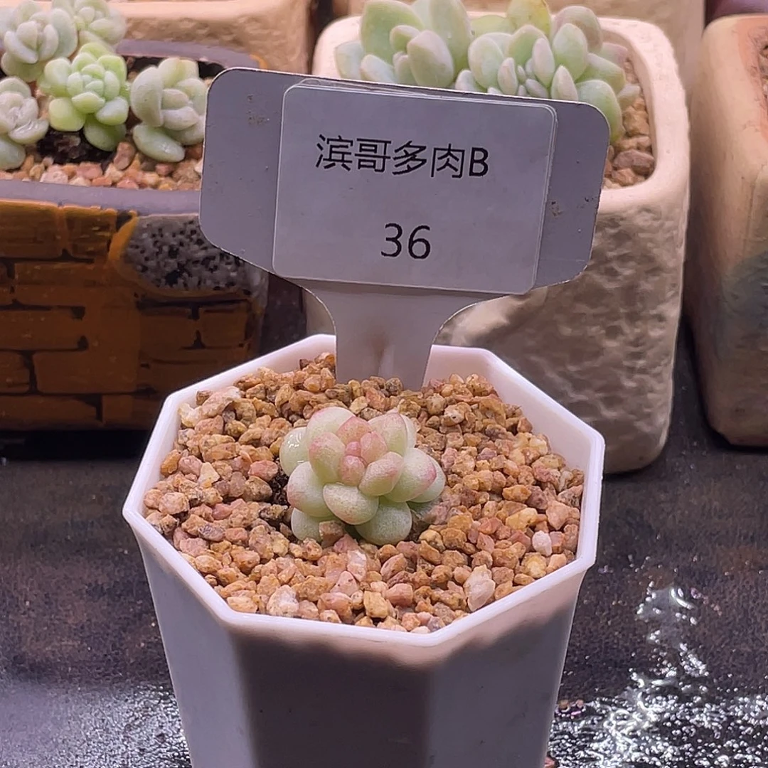 滨哥多肉B36冰玉石化变异（特）