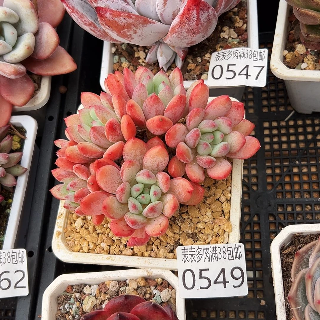 多肉一物一拍植物0549