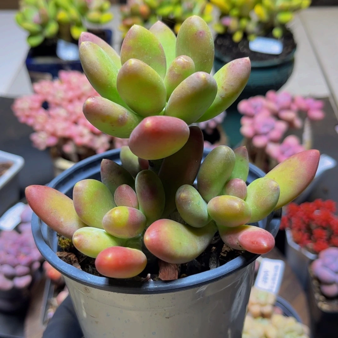 495树形芒果奶13厘米