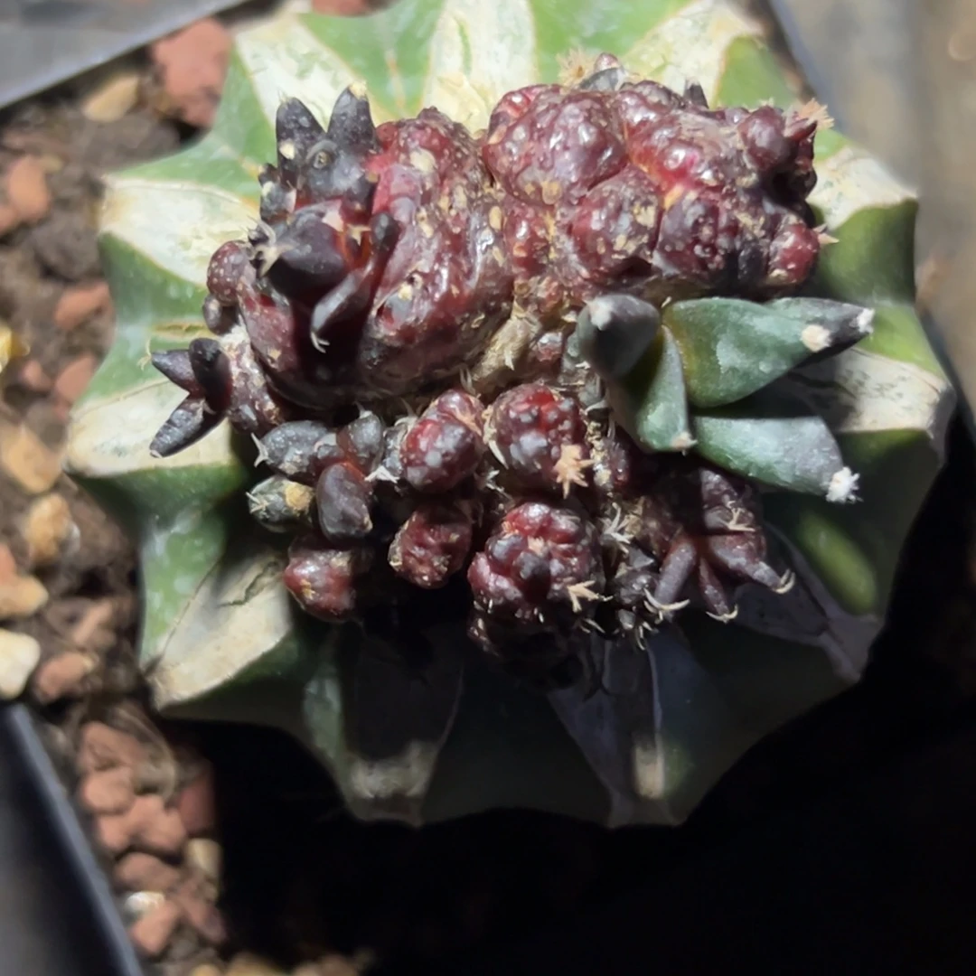 134 仙人球的比赛将于