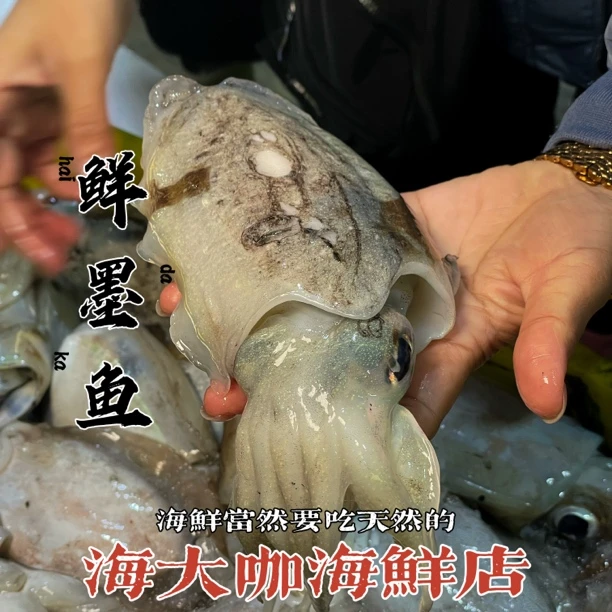 野生鲜墨鱼 脆甜 营养高（包脆包甜包不缩水）