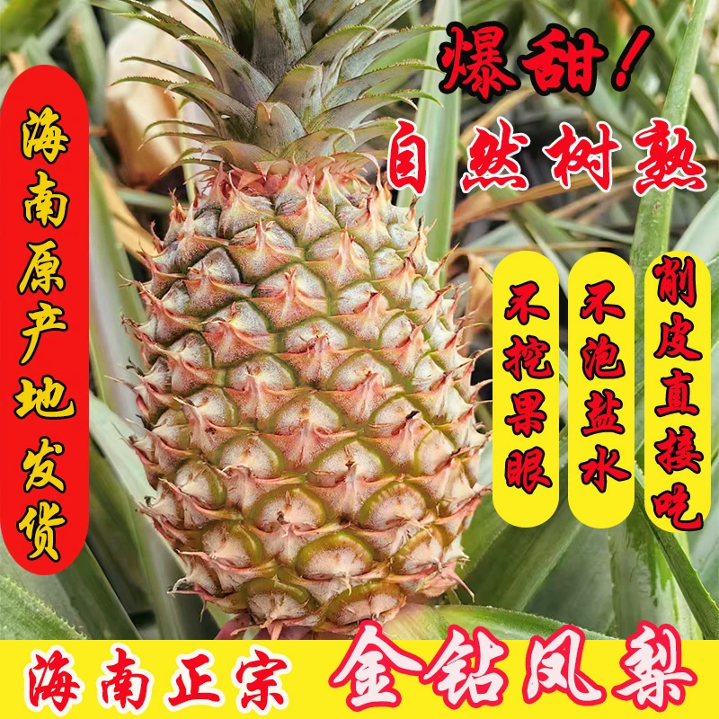 【树熟】海南正宗金砖凤梨香甜多汁新鲜采摘产地直发应季水果自然熟