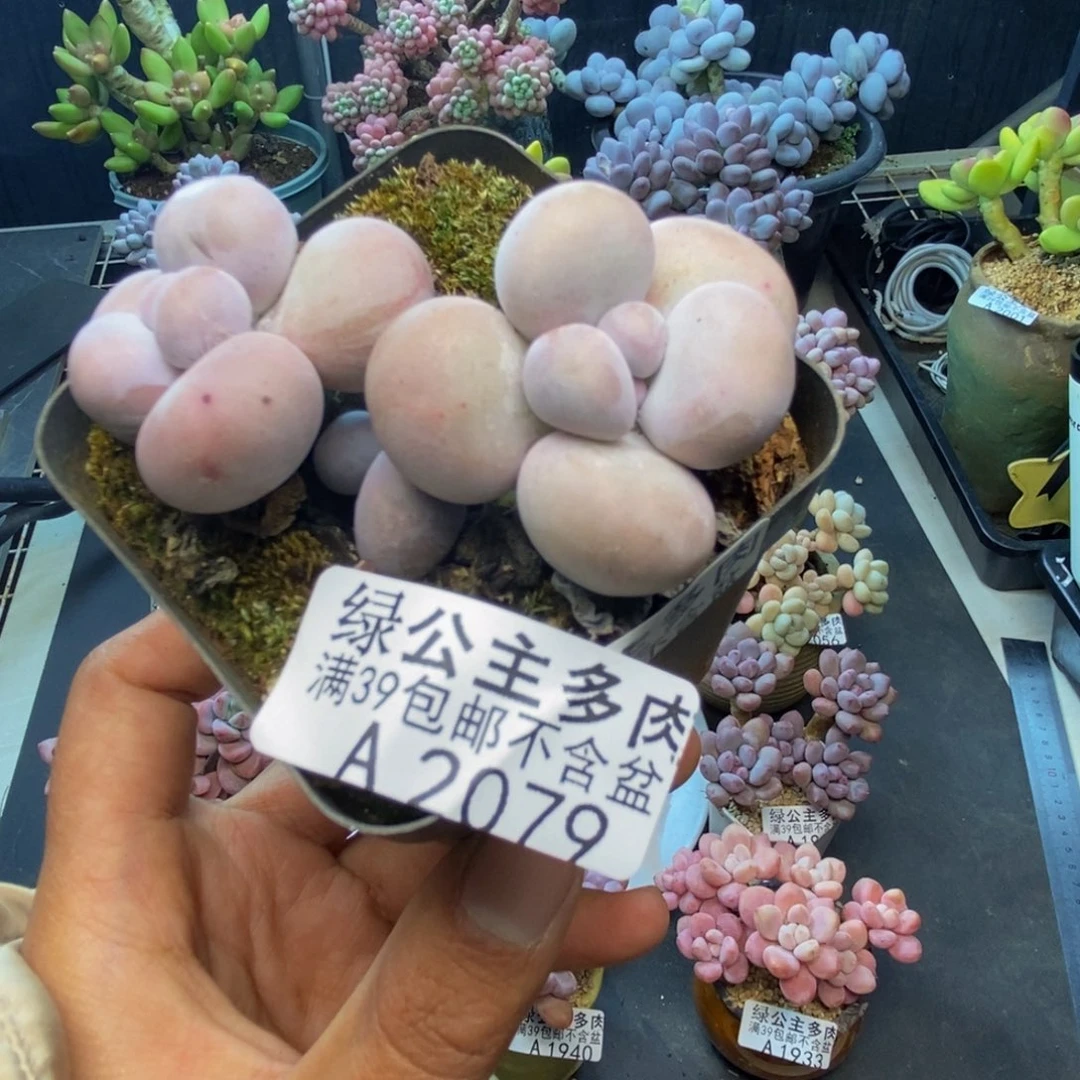 079芭比奶多肉6c m