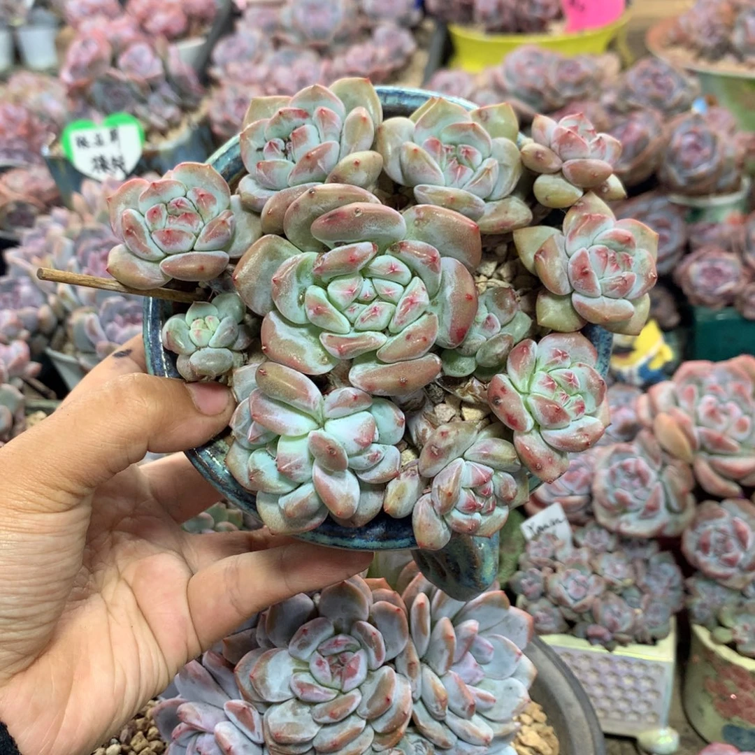 哈哈哈哈哈哈哈哈