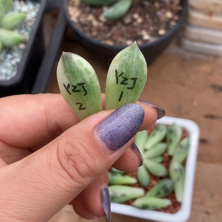 唐***儿岩字锦多肉植物多肉