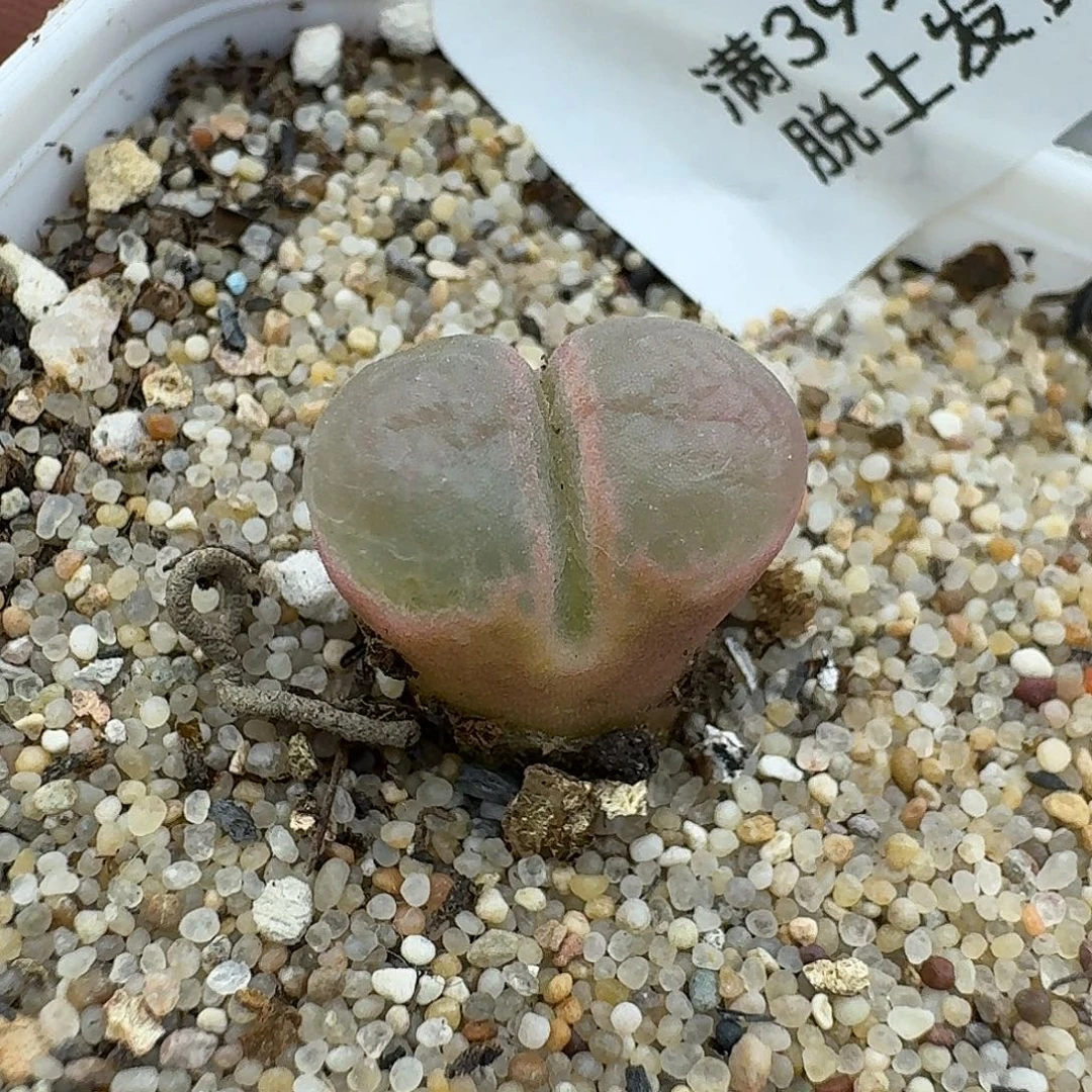 281多肉哈哈哈哈哈哈哈